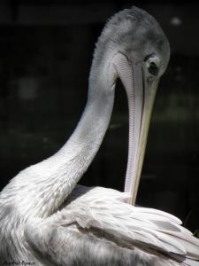 pelicano.jpg