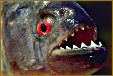 piraña.jpg