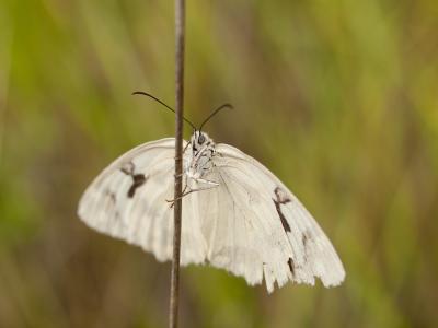 mariposa atontada.peq.jpg