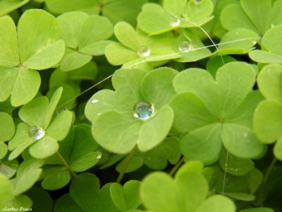 trebol.jpg