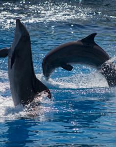 Danza-de-los-delfines-Web.jpg