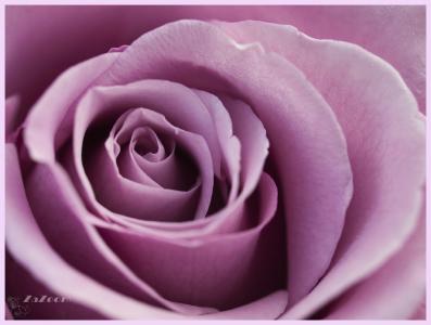 Rosa860 pequeña.jpg