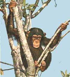 mono balanceando.jpg