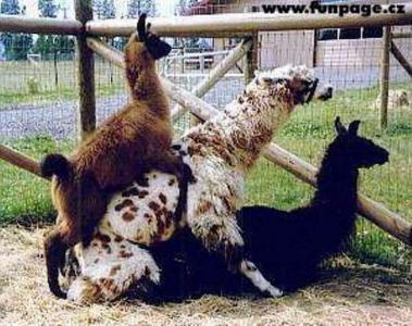 funny_animal_orgy_pics_2.jpg