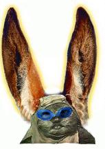 ewok con orejas de burro .jpg