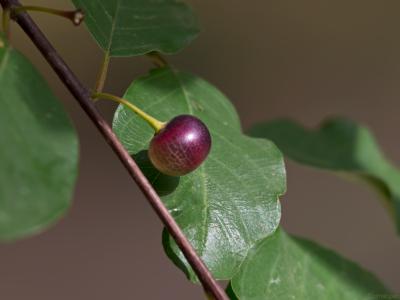 Uva-silvestre-Web.jpg