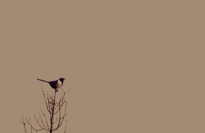 pájaro aumentado peq.jpg