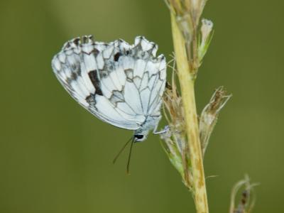 mariposa mirando2.JPG
