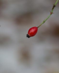 Escaramujo-sobre-nieve-Web.jpg