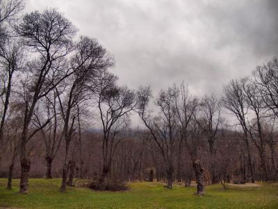 rboles 315HDRpeq.jpg