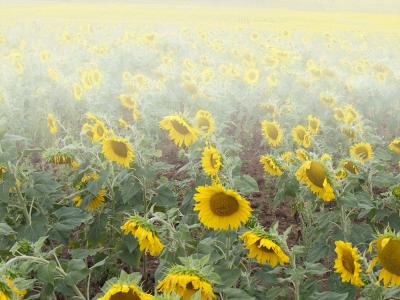 campo de girasoles niebla peq.jpg