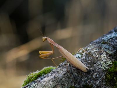 2-Mantis-Web.jpg