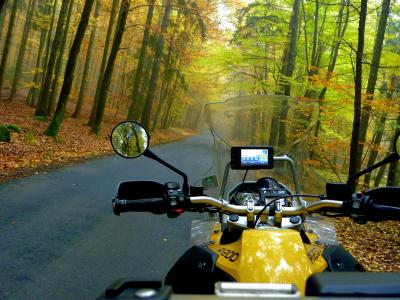 CZ - ATRAVESANDO EL BOSQUE 1.jpg