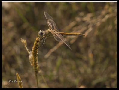 Libélulapequeña.jpg
