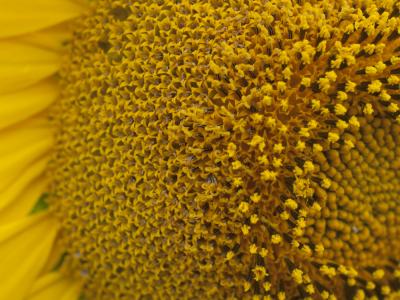 pipas detalle peq.jpg