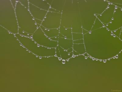 Telaraña-2-enol-Web.jpg