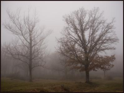 2-árboles-entre-niebla-Web.jpg