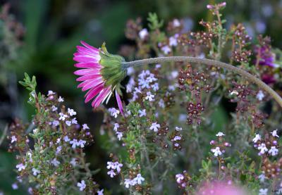 Margarita y tomillo.jpg