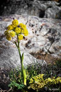 Flor Castell del Rey2.jpg
