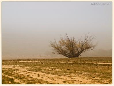 rbol en Manzanares.jpg