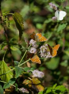 6-Varias-mariposas-Web.jpg