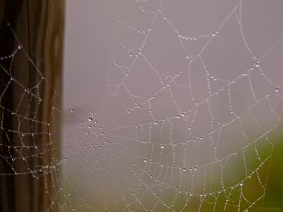 Telaraña-enol-Web.jpg