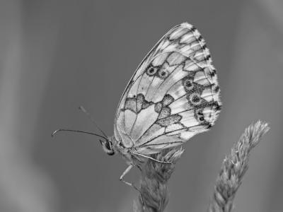 5-8-2016-La Jarosa Reeditada-ByN.jpg