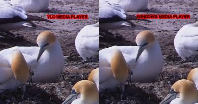 VLC vs WMP.jpg