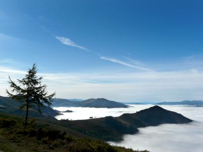 Arbol admirando nieblas.jpg