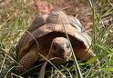 tortuga.jpg