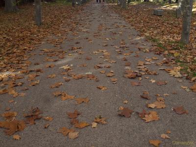 hojas de otoño peq.jpg