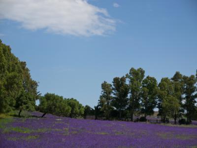 Campo-violeta-web.jpg