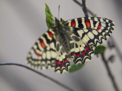 mariposa ala enfocada.JPG