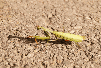 Mantis-2.gif