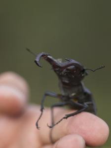 Lucanus-cervus-altivo-Web.jpg