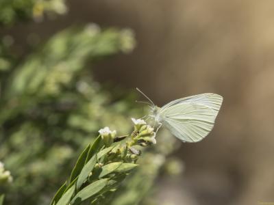 Mariposa blanca 3 Web.jpg