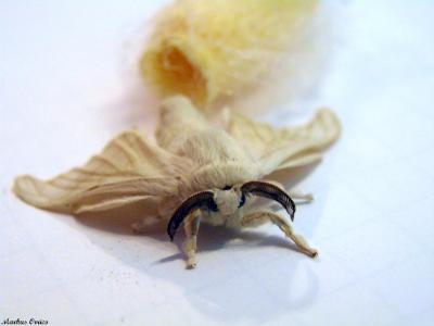 polilla seda.jpg
