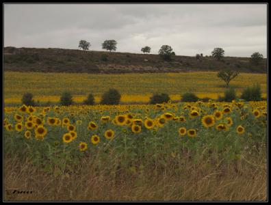 CampoGirasoles PQ671.jpg