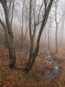 Riachuelo-entre-neblina-Web.jpg