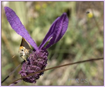 mariposahola374 copy.jpg