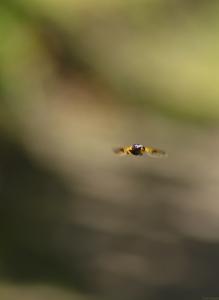 Abeja-al-vuelo-Web.jpg