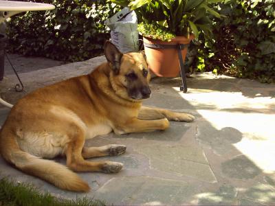 el perrito ADÁN..JPG