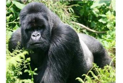gorilas-de-montana-2.jpg