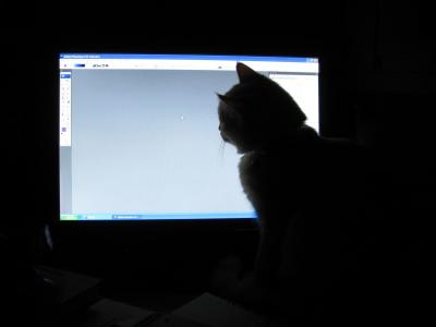 cat desktop.JPG