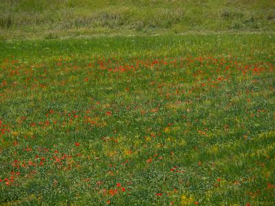 Campo-de-amapolas-3-Web.jpg