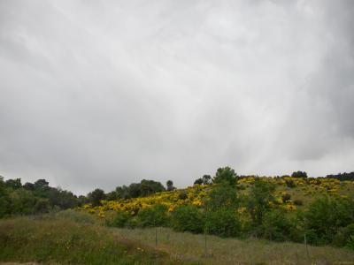 1--primavera-Robledo 1-Web.jpg