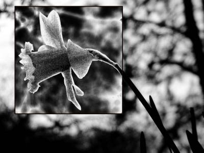 flor-contraluz-invert copia.jpg