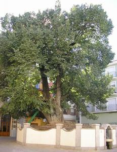 ARBOL TOCHO.jpg