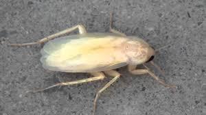 cucaracha blanca