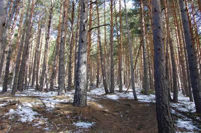 Bosque de subida.jpg